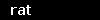 rat