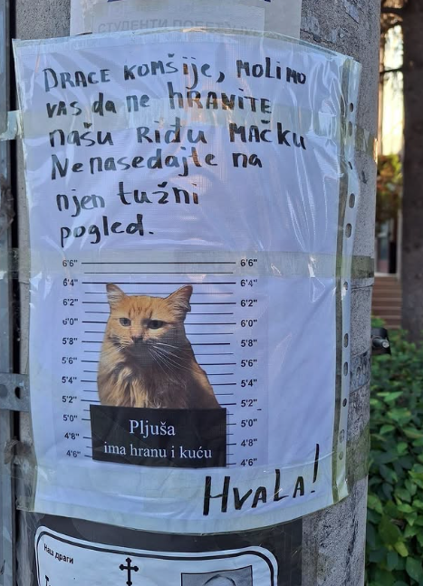 mačka