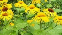 Najbolji prirodni lek za pluća od samo 2 sastojka, evo kako se sprema !