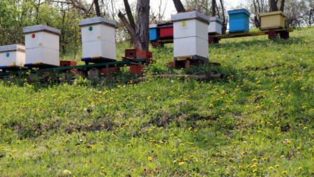 ROK ZA PODNOŠENJE ZAHTEVA JE 31. MAJ Stižu subvencije za pčelare, 800 dinara po košnici