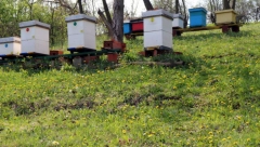 Preti nestašica omiljenoj srpskoj poslastici: Poskupljuje med, a ovo je razlog!
