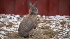 USPEO DA PREŽIVI Mali zec spašen nakon što je proputovao 320 kilometara sakriven u senu