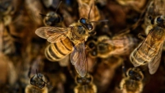 STRAVA I UŽAS U BANATSKOM NOVOM SELU Prevrnuo se džip, pčele izujedale vozača, lekare i policajce! Drama trajala čitavu večnost