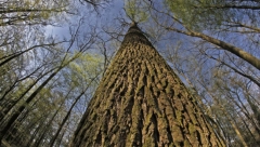 SMRT U ŠUMI KOD APATINA Na Slobodana (40) palo drvo i na mestu ga ubilo