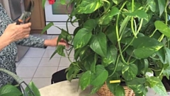 TRI BILJKE PRIVLAČE BOGATSTVO: Ali samo ako stoje na ovom mestu u stanu