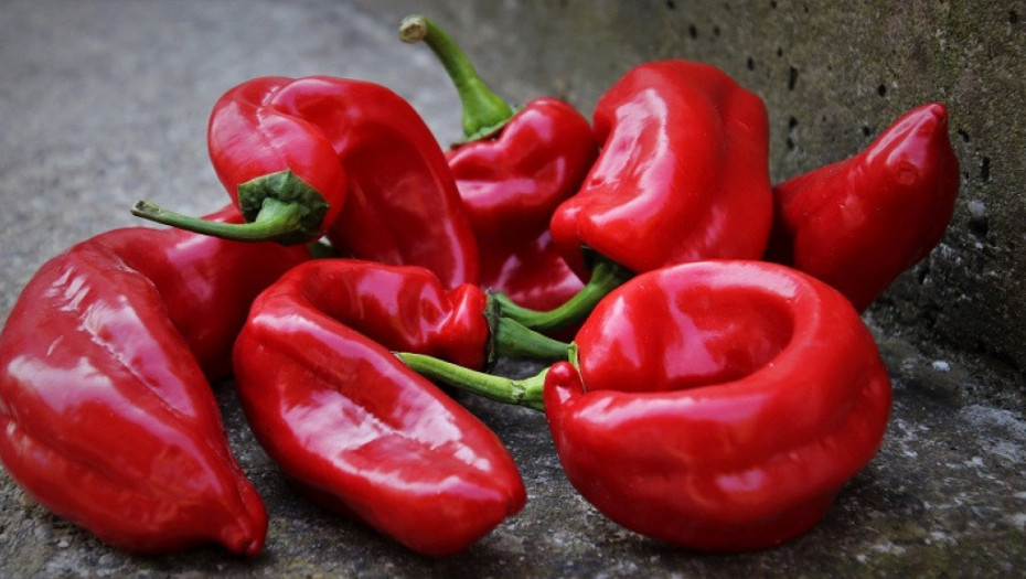 OVO SU SAVETI ZA UZGAJANJE LJUTIH PAPRIČICA Mogu uspeti u kućnim uslovima bez aditiva, uz jako malo truda