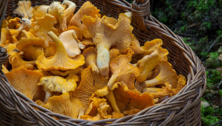 Puna VITAMINA i MINERALA: Lisičarka je gljiva koja ima neprocenjivu lekovitu vrednost