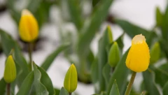URADITE OVO Lale će vam duže potrajati