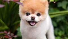 Ovo je sedam najčešćih razloga zbog kojih psi laju, jedan će vas iznenaditi