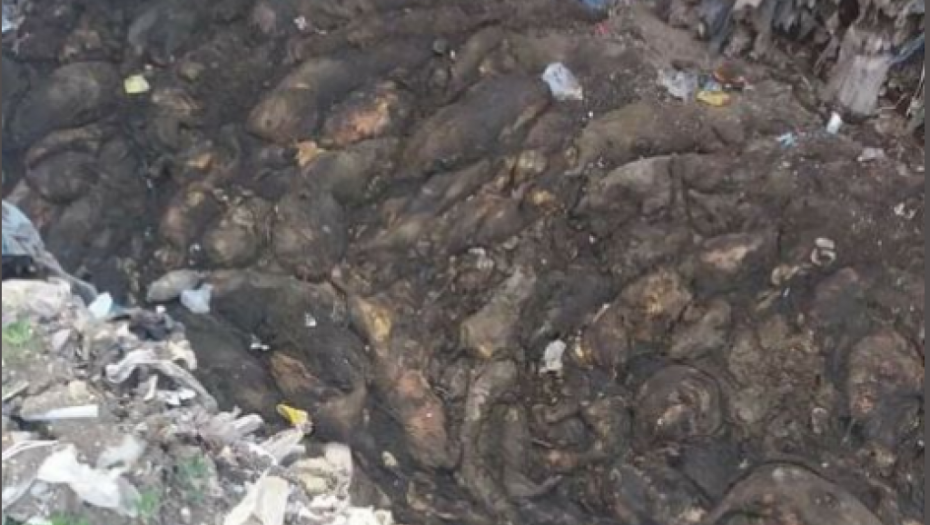 Leševi svinja zaraženih kugom zakopani pored reke - Treba li Srbija da se zabrine?
