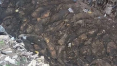 AFRIČKA KUGA STIGLA U SRBIJU Pronađen prvi leš, sve nadležne institucije na nogama