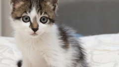 Zašto mačka mjauče? Evo šta zapravo traži od vas