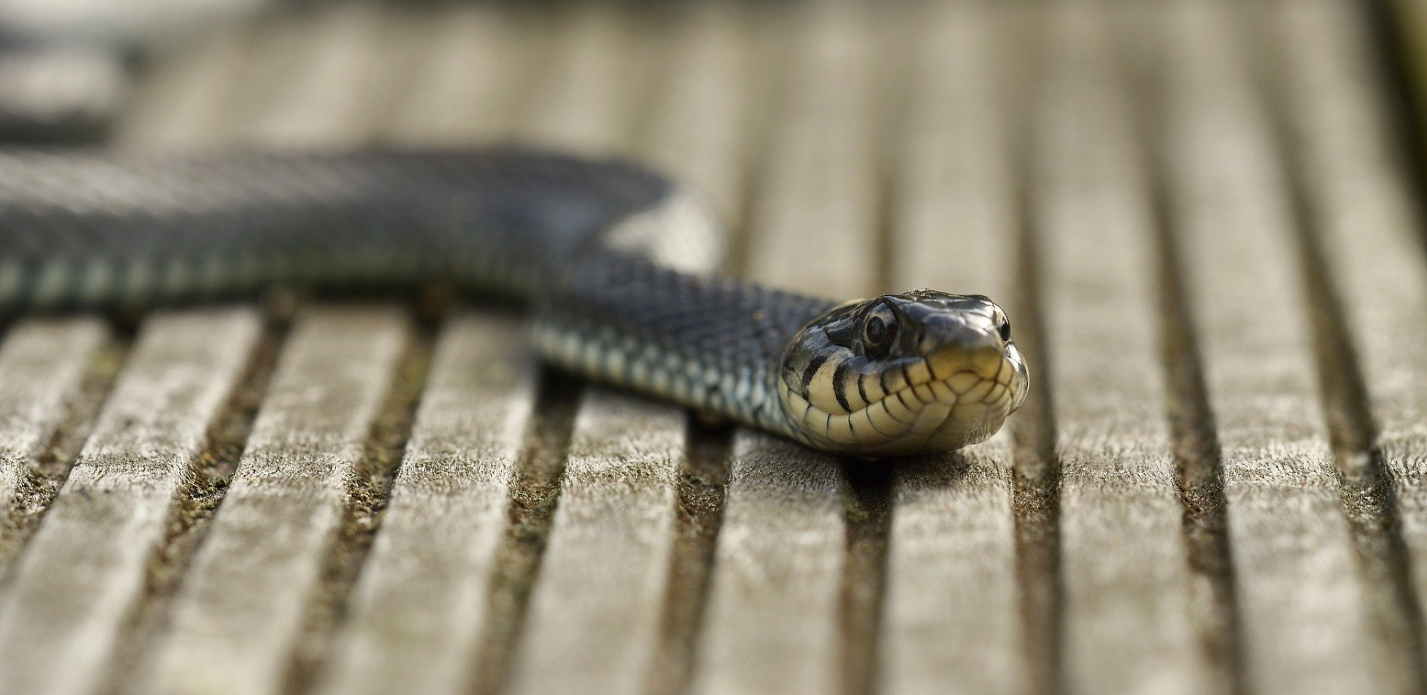 RADIOAKTIVNE ZMIJE ŽIVE U FUKUŠIMI  Razmnožile se nakon nuklearne katastrofe, a sada ih koriste naučnici!
