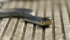 RADIOAKTIVNE ZMIJE ŽIVE U FUKUŠIMI  Razmnožile se nakon nuklearne katastrofe, a sada ih koriste naučnici!