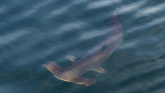 NAUČNICI U ŠOKU Otkriveno najopasnije oružje ajkula zbog kojeg niko ne može da im pobegne!