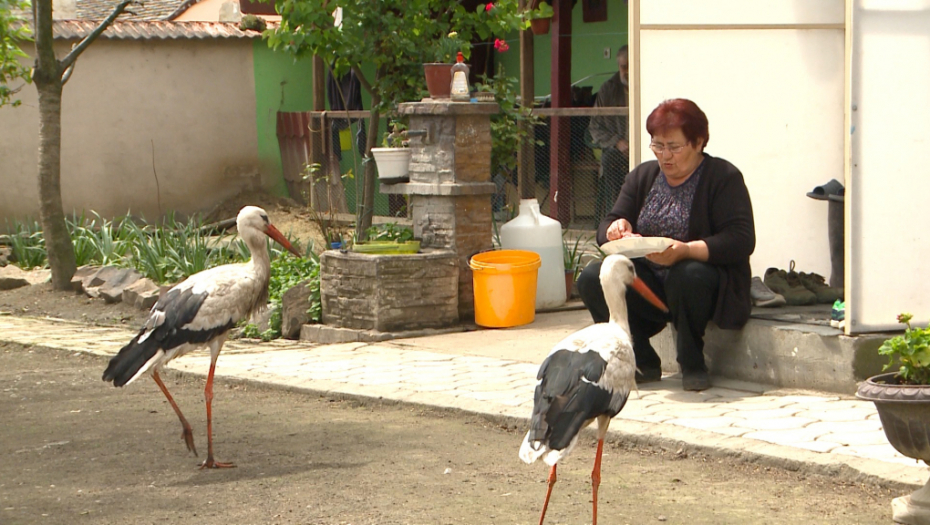 Čedo i Zorica su rode koje ne žude za vrelinom Afrike dok u Kovilju reže minus: Ptice se odazivaju na ova dva srpska imena, a domaćica Milena ih hrani giricima i kukuruzom (FOTO)