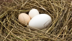 Ljudi podivljali zbog masivnog jajeta za koje je utvrđano da u svojoj unutrašnjojsti ne sadrži samo žumance i belance već i ovo!