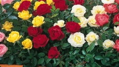 VREME JE ZA PELCERE Briga o biljkama tokom poslednjih dana avgusta