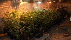 UHAPŠEN NA DELU Policija ga zatekla u trenutku kad je zalivao zasad marihuane