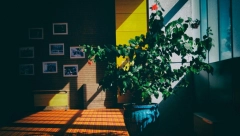 STAVITE OVAJ LIST U ĆOŠKOVE SVAKE PROSTORIJE Rezultat će vas oboriti sa nogu