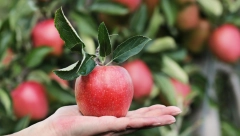 Recept čuvenog VASE PELAGIĆA: Izlečite glavobolju, kašalj i još mnogo toga