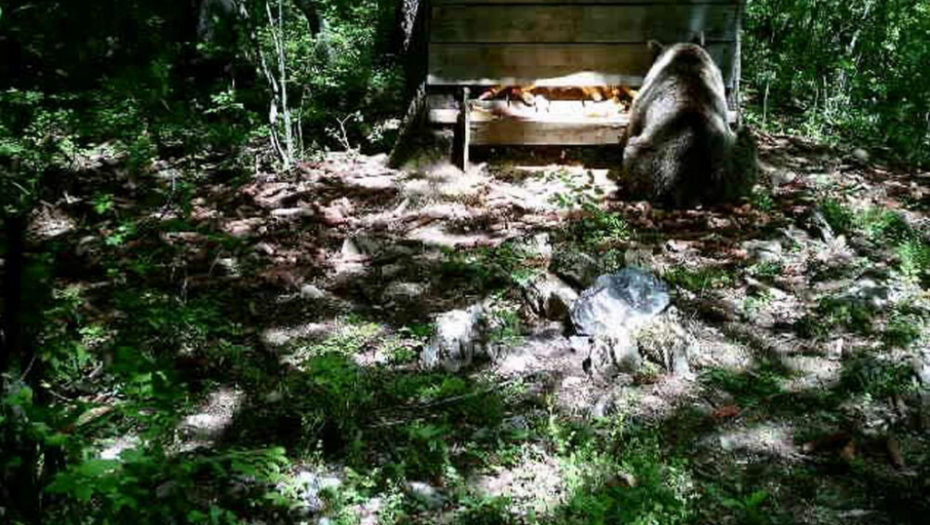 LOVCI NA RAJCU PRONAŠLI TRAGOVE KRUPNE ZVERI Sigurnosne kamere su snimile misterioznu životinju koja je bila u dobroj formi! Drama tek sledi (FOTO)