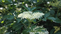 OVA BILJKA JE PRIRODNI LEK Za astmu, bronhitis i alergije