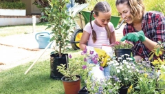 CVEĆA NIKAD DOSTA Šareni ćilim: Čak i najmanji deo prekriven zemljom može da vam uzvrati pažnju i ljubav ljupkim cvetovima tokom celog leta