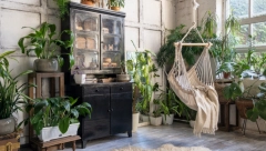 Ovo su kućne biljke koje su sigurne za decu i životinje