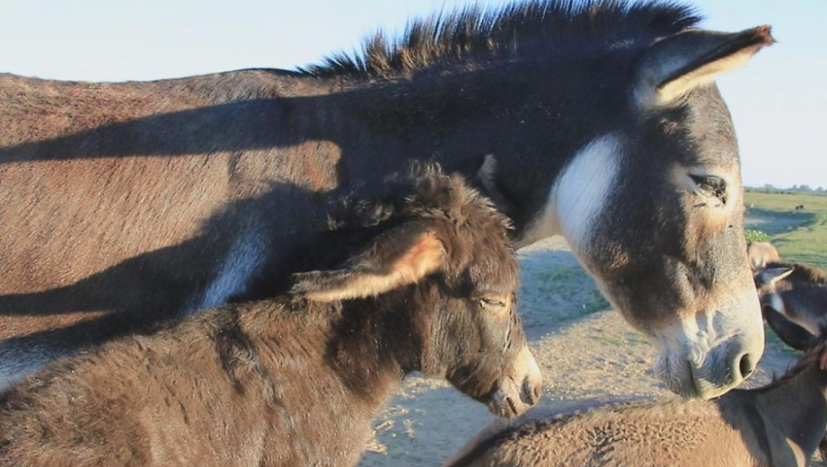 LITAR OVOG MLEKA KOŠTA 40 EVRA! Pravo bogatstvo možete zaraditi ako pokrenete posao sa ovih 10 životinja, a država plaća pola para