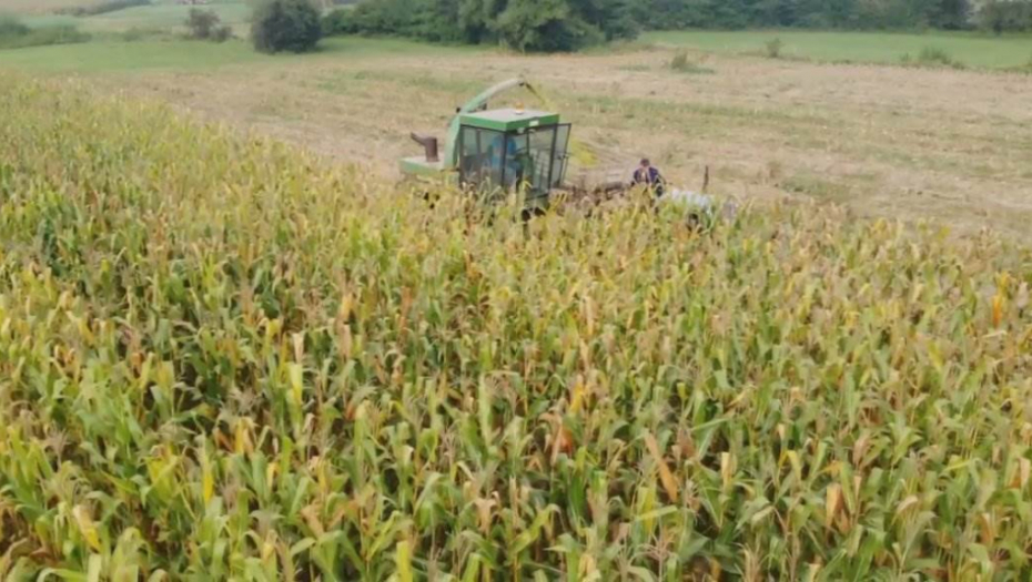 NIKAD VIŠA CENA KUKURUZA U SVETU Srbija ima dovoljno zaliha ove žitarice