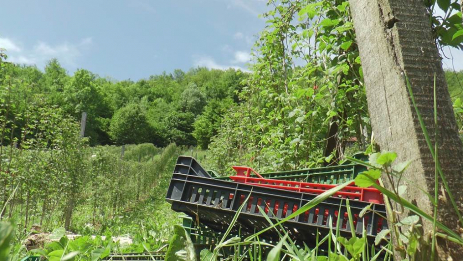 Malinari iz sela Jakalj u šoku: Tokom noći nepoznati počionioci upali u malinjake i pokosili stabljike, šteta preko 1.000 evra