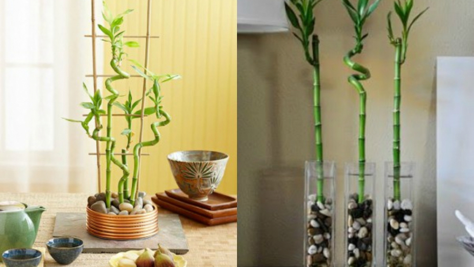 SAMO RETKI SREĆNICI IMAJU OVO EGZOTIČNO DRVO U KUĆI: Štiti od zlih i negativnih ljudi, a svaki novi list privlači dodatni novac