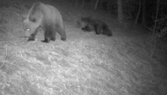 Susret sa mečkom oči u oči u selu Lalinci kod Ljiga: Krupna životinja na samo nekoliko metara prišla vikednici, dok je vlasnik bio unutra
