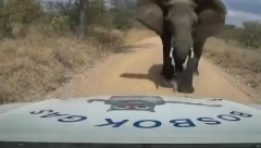 SLON UNIŠTIO VENČANJE: Posle ljudske gluposti, naljutio se pa napravio haos, razlupao šest automobila (VIDEO)