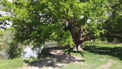 ČUDO KOD ARANĐELOVCA Drvoseča prerezao hrast, pa zanemeo kada je video prizor (FOTO)