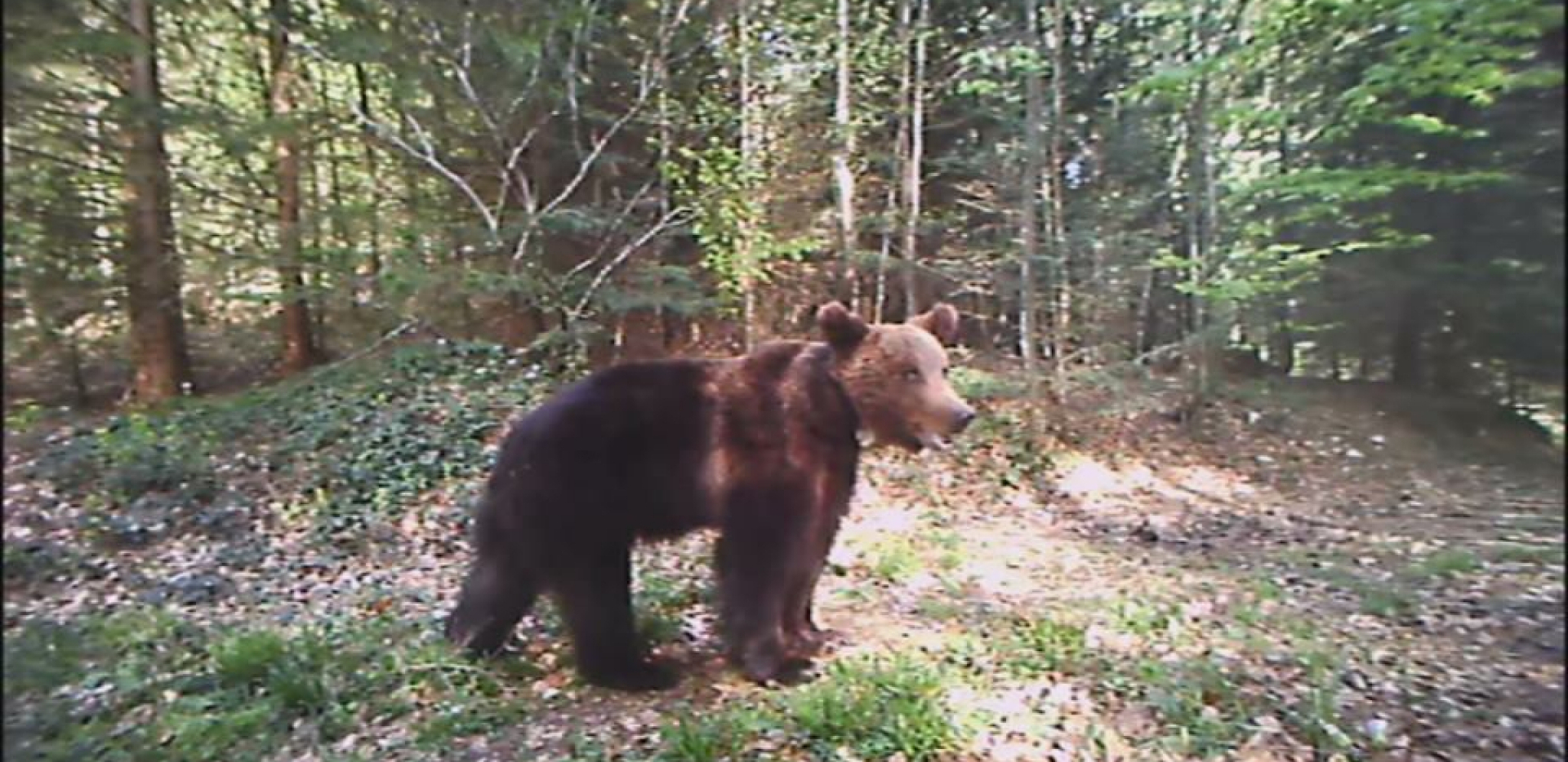 MEDVEDI SPAVAJU, NA SENKU NE MISLE! Ako je po verovanju, brzo će kraj zime
