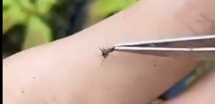 Pustio je komarca da mu ispije krv, a zatim je polako uzeo pincetu i ono što je uradio sa njim je šokiralo svet!