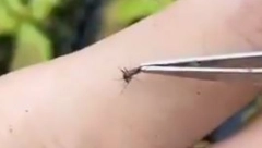 Pustio je komarca da mu ispije krv, a zatim je polako uzeo pincetu i ono što je uradio sa njim je šokiralo svet!