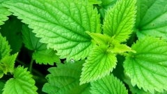 Ublažava simptome artritisa i osteoporoze: Recept za ulje od koprive