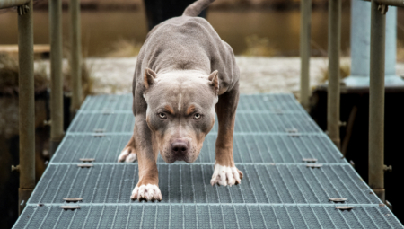 PITBUL IZUJEDAO SEDMOGODIŠNJU DEVOJČICU Nesrećna devojčica sva u krvi hitno prebačena u užičku bolnicu