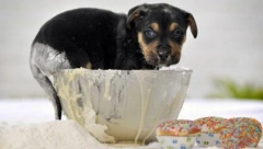 DOBILI STE PRINOVU? Nepravilna ishrana može mu dugoročno nauditi! Ovo je najbolja hrana za štence