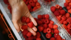 OPREZ "Noćni berači" u krađi crvenog zlata bez trunke srama