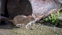 Uginuo pacov, dobitnik zlatne medalje