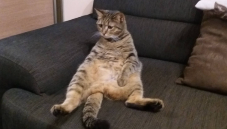 MAČAK HEROJ Hrabra životinja spasla život vlasniku (FOTO)