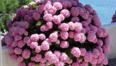 SVAKO LETO DRUGAČIJI CVET Uz ovaj trik vaše hortenzije će magično promeniti boju