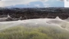 NIZ KATASTROFA U AUSTRALIJI Nakon najezde miševa prošlog meseca, sada imaju mnogo veći problem - "Polja su pokrivena i ne vide se"