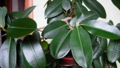 BOMBA KISEONIKA Kad ubacite ovu biljku, izbacićete sve otrove iz doma