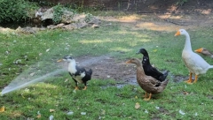 PTIČIJI GRIP NA FARMAMA Mađari uništavaju više od 90.000 pataka