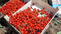 OVO VOĆE IMA JAČE DEJSTVO OD LEKOVA ZA GLAVOBOLJU A evo kako se pravi i čaj za kamen u bubregu